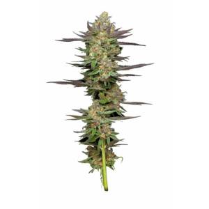 Humboldt Seed Company - Mint Jelly Auto