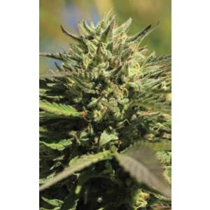 Humboldt Seed Company - OG Kush Auto