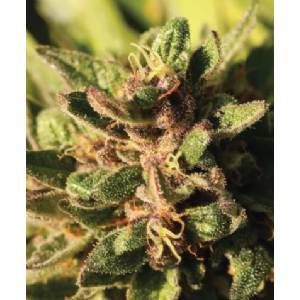 Humboldt Seed Company - Pineapple Muffin Auto