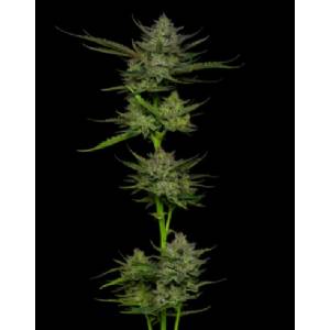 Humboldt Seed Company - Sour Apple Auto