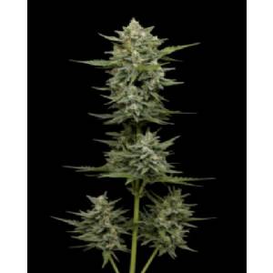 Humboldt Seed Company - Vanilla Latte Auto