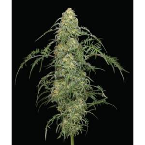 Humboldt Seed Company - Freakshow regolare