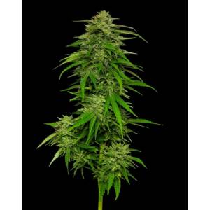 Humboldt Seed Company - Mango Sherbert Regolare