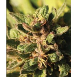 Humboldt Seed Company - Pineapple Muffin Regolare