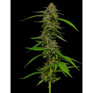 Humboldt Seed Company - Strawberry Cheesecake Regolare