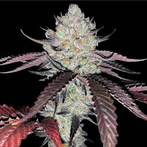 Compound Genetics - Marshmallow OG - 5 Fem