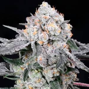Compound Genetics - High Society - 5 Fem