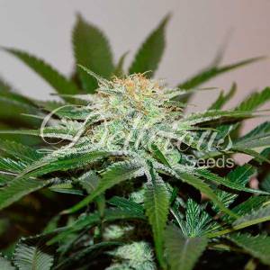 Delicious Seeds - Descojack - Fem