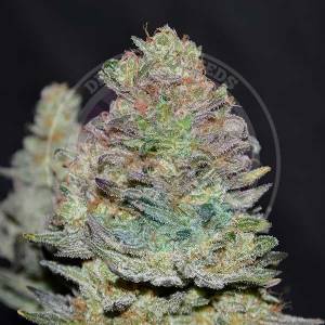 Delicious Seeds - Delicious Cookies Auto