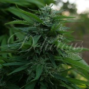 Delicious Seeds - Lord Kush