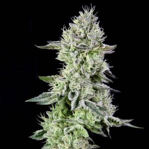 The Grateful Seeds - Barbara s Pie