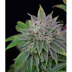 The Grateful Seeds - Runt-zu