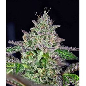 The Grateful Seeds - Strawmelon