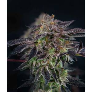 The Grateful Seeds - Savage Mint