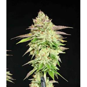 The Grateful Seeds - Melon Madness