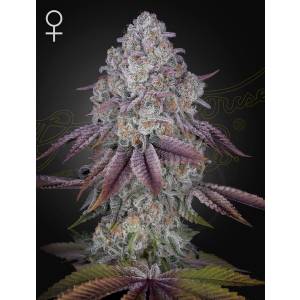 Green House - Persian Pie