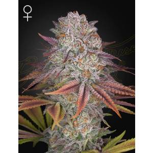 Green House - Pulp Friction