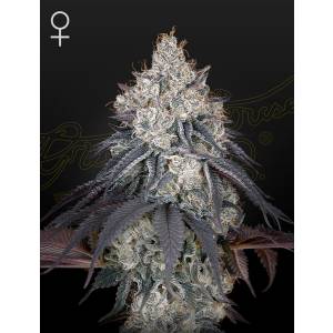 Green House - Lemon Orange