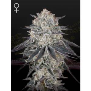 Green House - FulGas