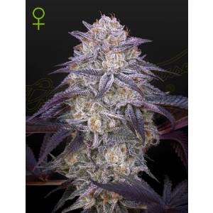 Green House - King’s Juice Auto