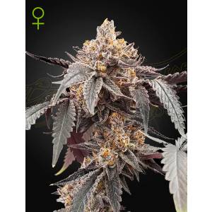 Green House - Guava x Gelato 41 Auto