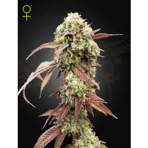 Green House - West Coast OG x Gelato 41 Auto