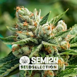 Semi24 Seedselection - Pineapple Kush Auto