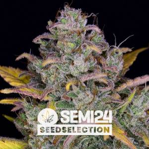 Semi24 Seedselection - Gelato Auto