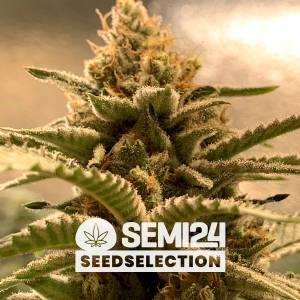 Semi24 Seedselection - Banana x Gorilla