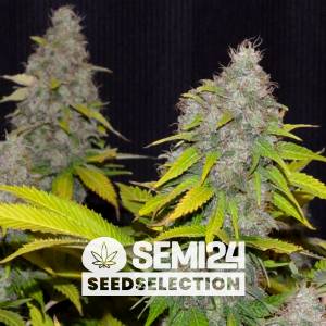 Semi24 Seedselection - Strawberry Amnesia