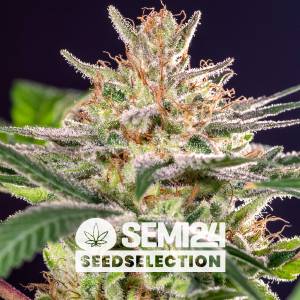 Semi24 Seedselection - Forum Cookies x Cheese