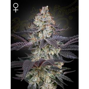 Green House - Ztrawberry - Fem