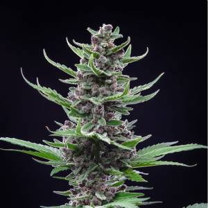 Fast Buds - Tropicana Cookies