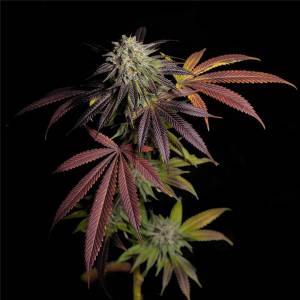 The Grateful Seeds - 7 S.O.H.