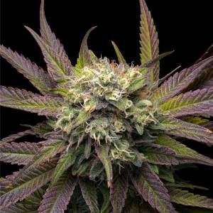 The Grateful Seeds - Mela verde