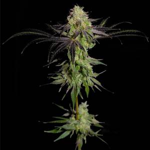 The Grateful Seeds - THA GeLEE