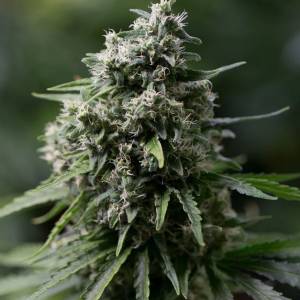 Silent Seeds - Critical+ 2.0