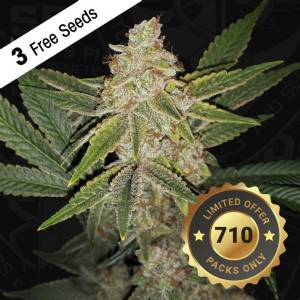 TH Seeds - Hazanana 710 Limited Pack
