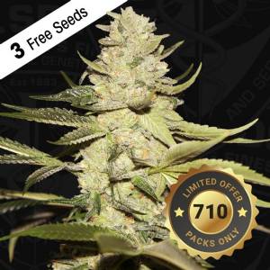 TH Seeds - Planet Lemon 710 Limited Pack