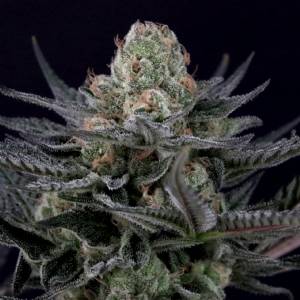 Paradise Seeds - Caramba