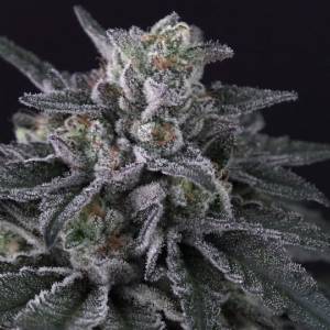 Paradise Seeds - Gulupa