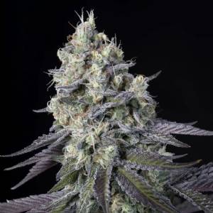 Paradise Seeds - Purple Mints