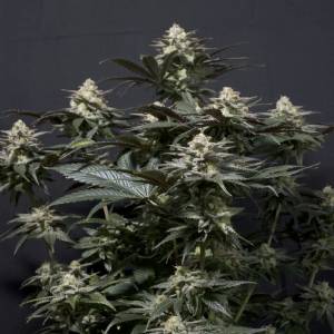 Fast Buds - Purple Lemonade Fast Flowering