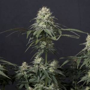 Fast Buds - Tropicana Cookies Fast Flowering