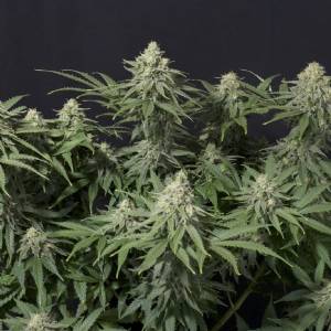 Fast Buds - Wedding Cheesecake Fast Flowering