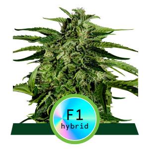 Royal Queen Seeds - Apollo F1 - Fast Version