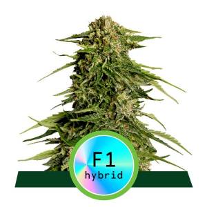 Royal Queen Seeds - Epsilon F1 - Fast Version