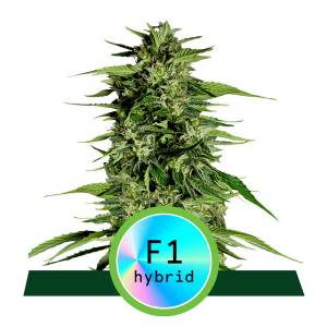 Royal Queen Seeds - Hyperion F1 Auto - Fast Version