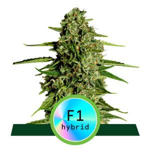 Royal Queen Seeds - Medusa F1 - Fast Version
