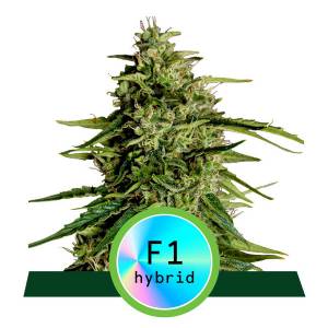 Royal Queen Seeds - Milky Way F1 - Fast Version